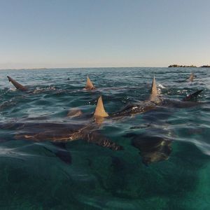 Image post by @discovery on Instagram