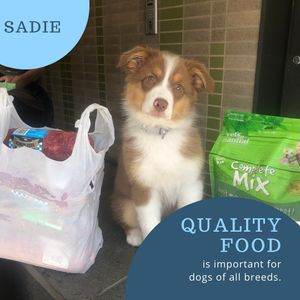 Image post by @bestforpetsmelb on Instagram