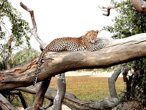 Image post by @chiawasafaris on Instagram