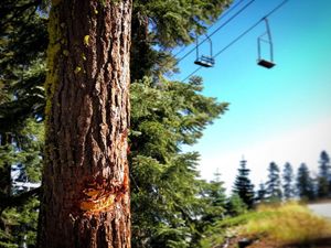 Image post by @sierra_at_tahoe on Instagram