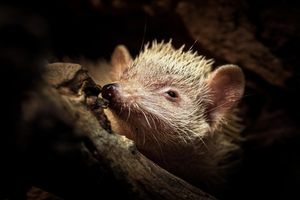 Image post by @animalplanet on Instagram