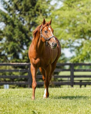 Image post by @spendthriftfarm on Instagram