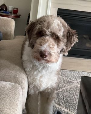 Image post by @floofy.coopy.doodle on Instagram