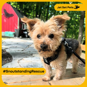 Image post by @jetsetpets on Instagram