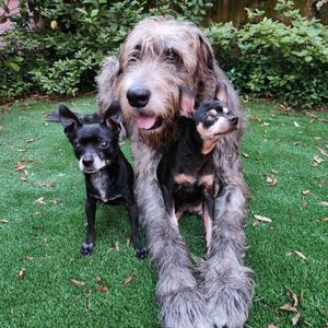 Image post by @thesavannahwolfhound on Instagram