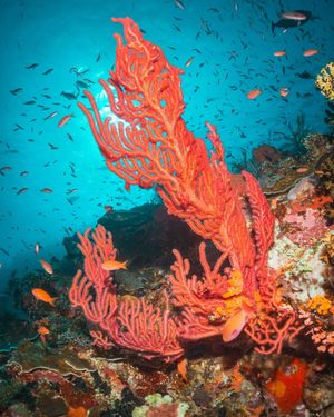 Image post by @discovery on Instagram
