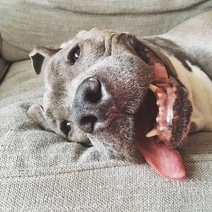 Image post by @animalplanet on Instagram