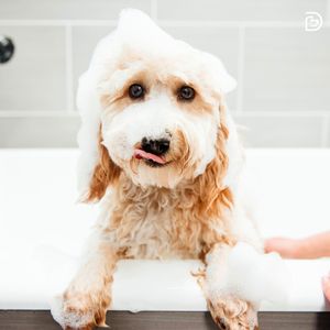 Image post by @dogtopiagr on Instagram