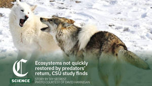 Image post by @csucollegian on Instagram