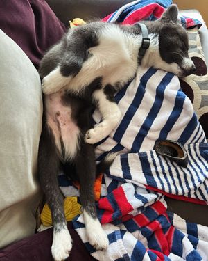 Image post by @tux_the_blue_pomsky on Instagram