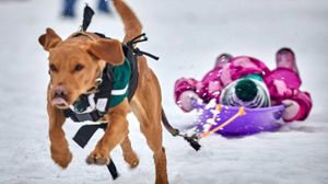 Image post by @zekethewonderdog_ on Instagram