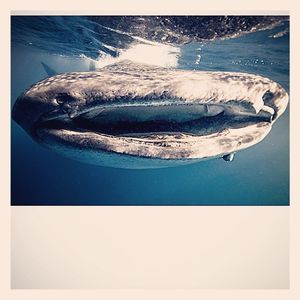 Image post by @discovery on Instagram
