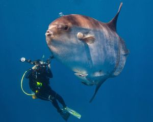 Image post by @discovery on Instagram