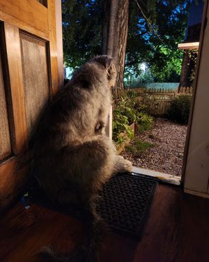 Image post by @thesavannahwolfhound on Instagram
