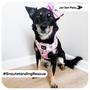Image post by @jetsetpets on Instagram