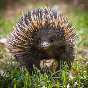 Image post by @animalplanet on Instagram