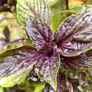 Image post by @bonnieplants on Instagram