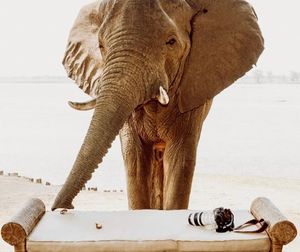 Image post by @chiawasafaris on Instagram