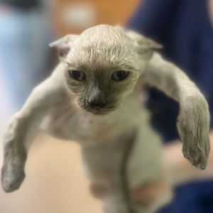 Image post by @whitmanpets on Instagram