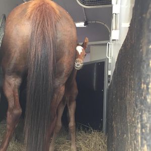 Image post by @first_bit_equine_ on Instagram