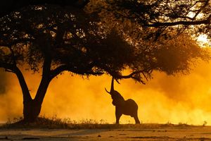 Image post by @chiawasafaris on Instagram