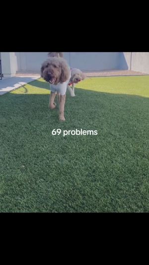 Video post by @bella__gabriela_ on TikTok