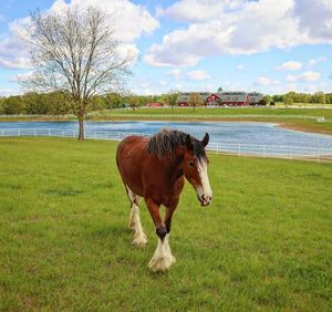 Image post by @WarmSpringsRanch on Facebook
