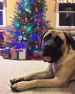 Image post by @animalplanet on Instagram
