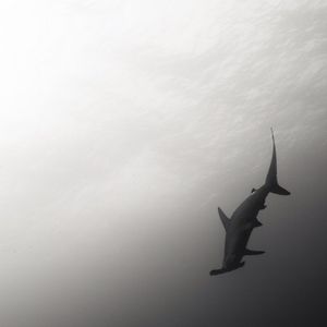 Image post by @discovery on Instagram