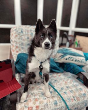 Image post by @tux_the_blue_pomsky on Instagram