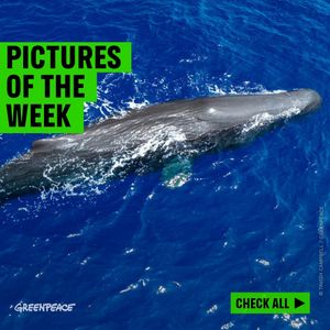 Image post by @greenpeace on Instagram