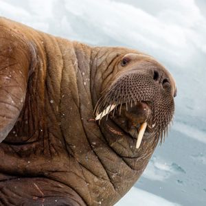 Image post by @animalplanet on Instagram