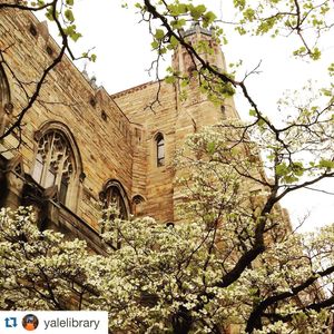 Image post by @yalevolleyball on Instagram