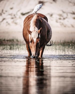 Image post by @JustinPotterPhotography on Facebook