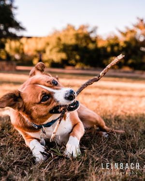 Image post by @leinbachphotography on Instagram