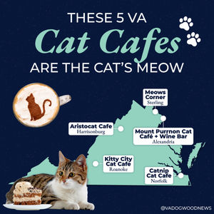 Image post by @vadogwoodnews on Instagram