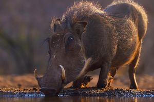 Image post by @animalplanet on Instagram