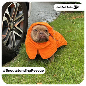 Image post by @jetsetpets on Instagram