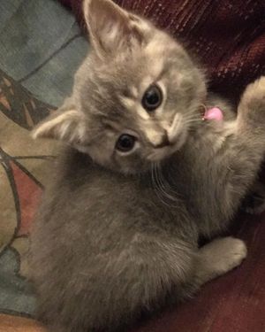 Image post by @kowalskikitties on Instagram