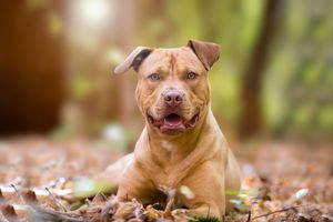 Image post by @animalplanet on Instagram