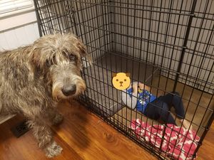 Image post by @thesavannahwolfhound on Instagram