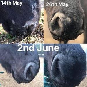 Image post by @equinecareprobiotic on Instagram