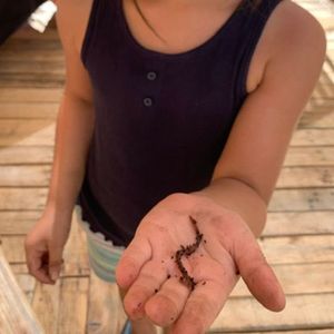 Image post by @kidsgardening on Instagram