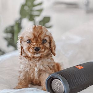 Image post by @jblaudio on Instagram