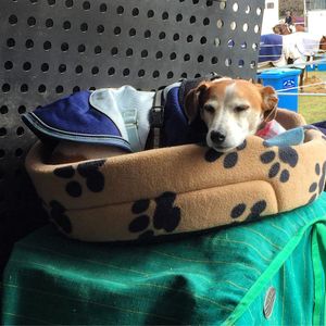 Image post by @snaffle_it on Instagram