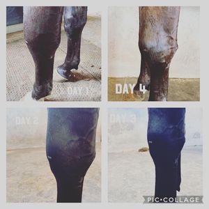 Image post by @gundyparkequine on Instagram