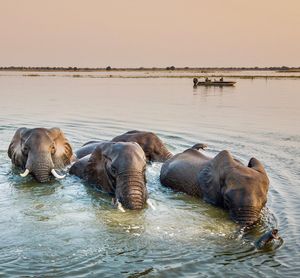 Image post by @chiawasafaris on Instagram