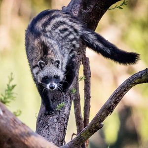 Image post by @chiawasafaris on Instagram