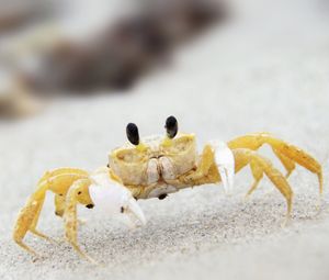 Image post by @AnimalPlanet on Twitter/X