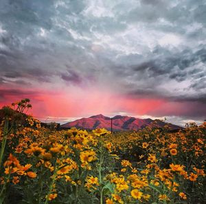 Image post by @nauflagstaff on Instagram